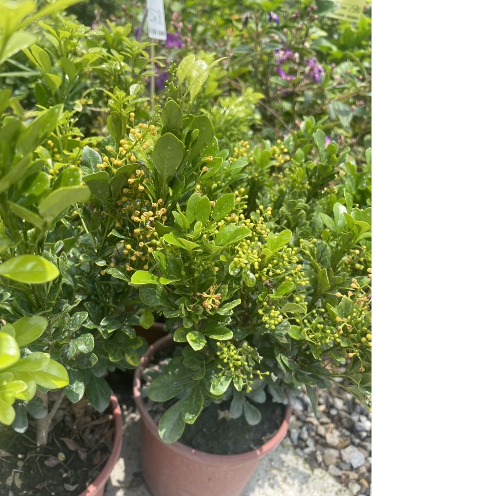 綠籬植物 樹蘭 6吋