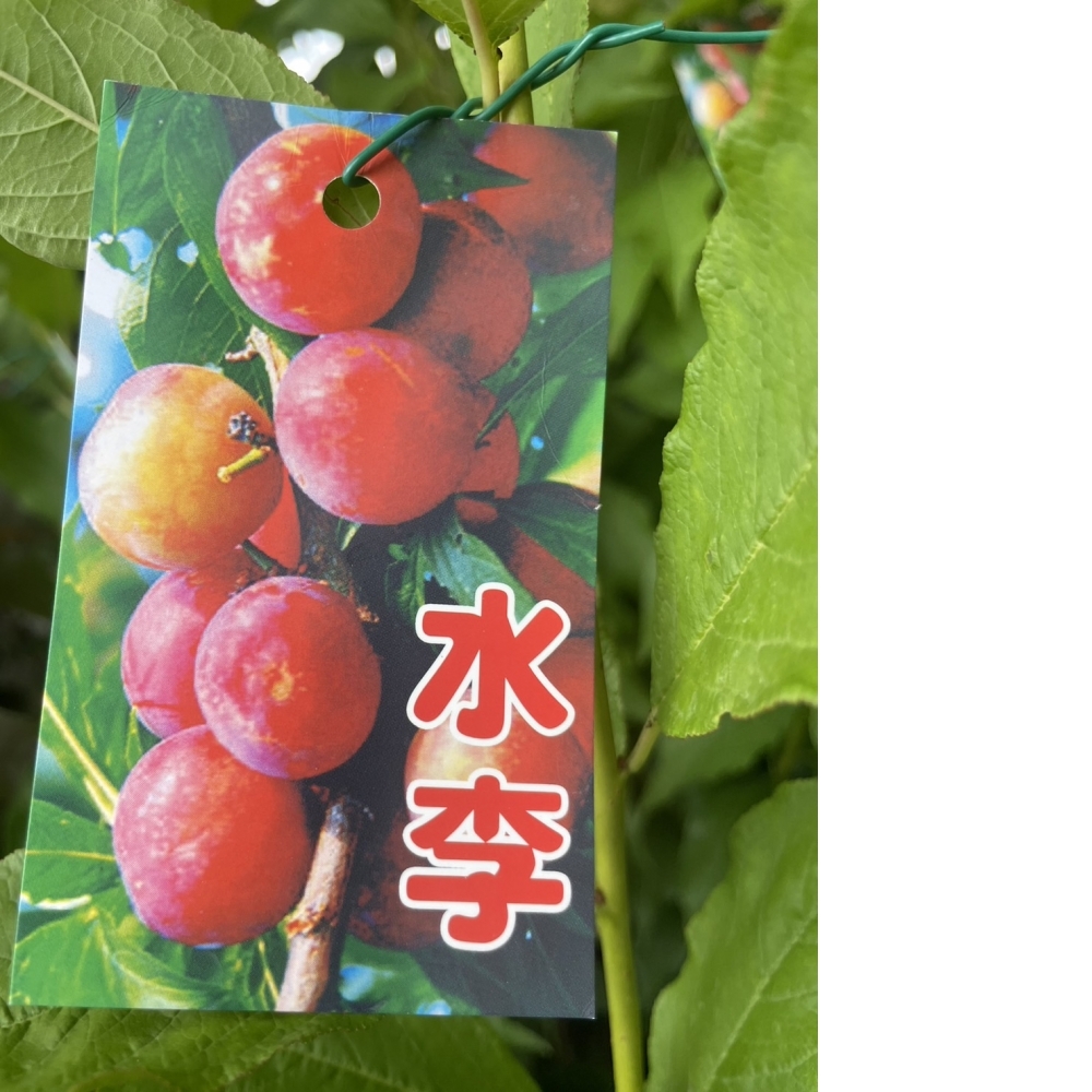 水果苗 水李 嫁接 