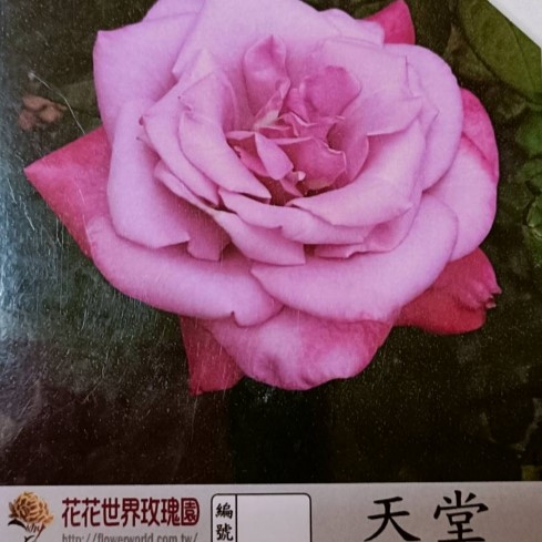 玫瑰苗-天堂-3.5