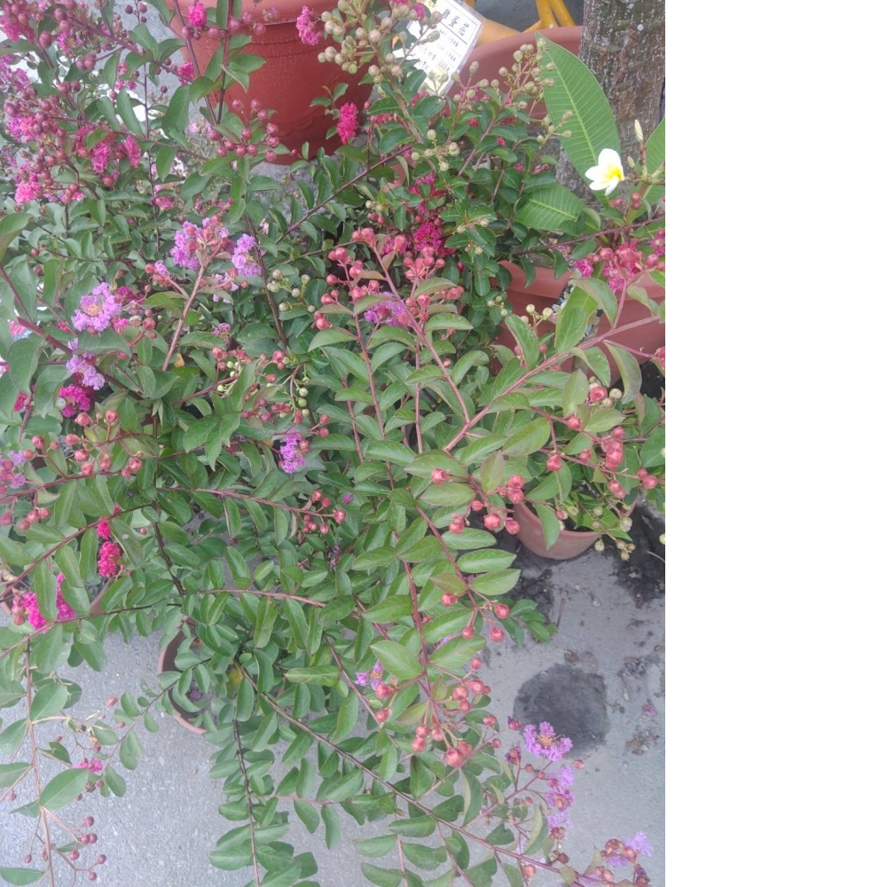 綠籬植物 紫薇  5