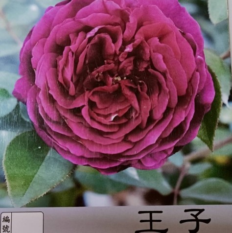 玫瑰苗-王子 *黑紅
