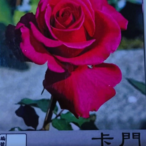 玫瑰苗-卡門- 3.