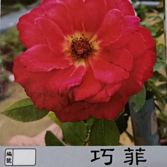 玫瑰苗-巧菲 7吋盆